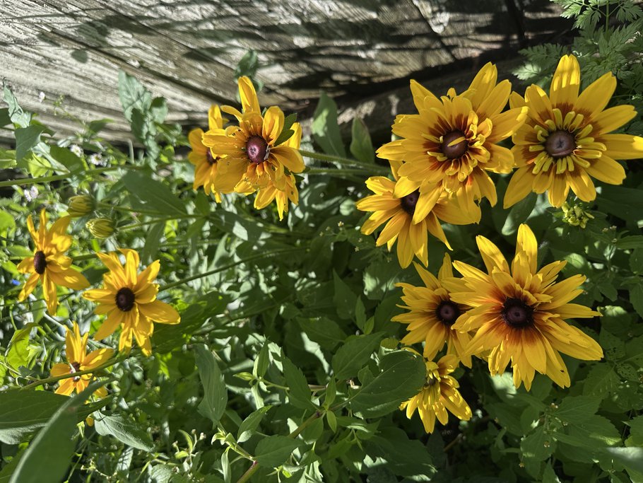 Black-Eyed Susan (Rudbeckia hirta) with bright yellow petals and dark centers